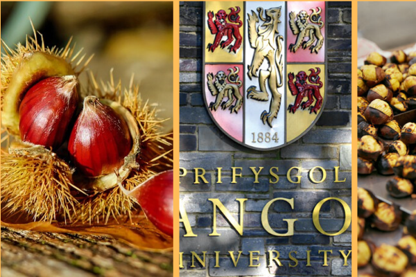 Magosto 2019 en Bangor