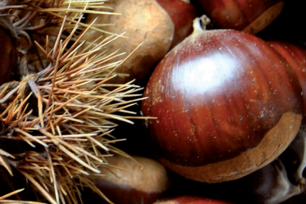 Conferencia sobre o Magosto na Universidade do País Vasco