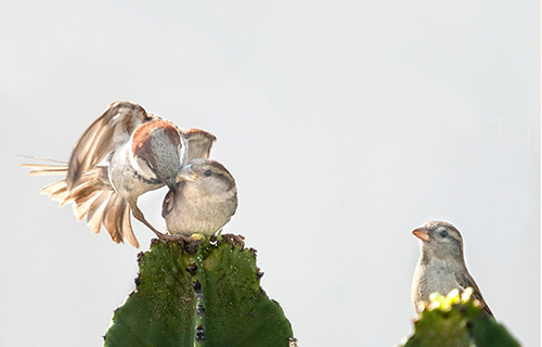 Pistas, lindes e outros sinais para non perderse na espesura do poema. Miguel Alejandro López Seoane