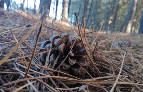 <em>Himno antilumes</em>