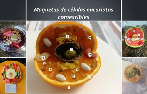 Ciencia na casa: disección dun zanco de polo e maquetas comestibles de células eucariotas