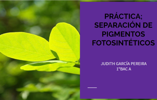 Ciencia na casa: extracción de pigmentos vexetais