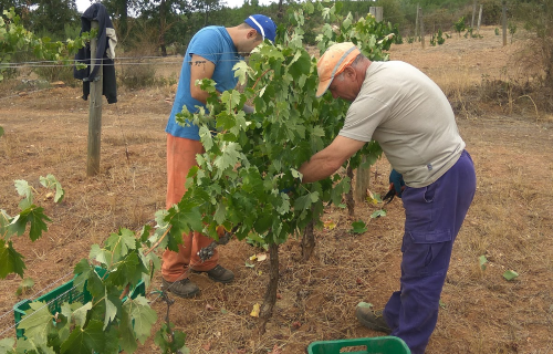 Concurso Fotográfico A Vendima 2018
