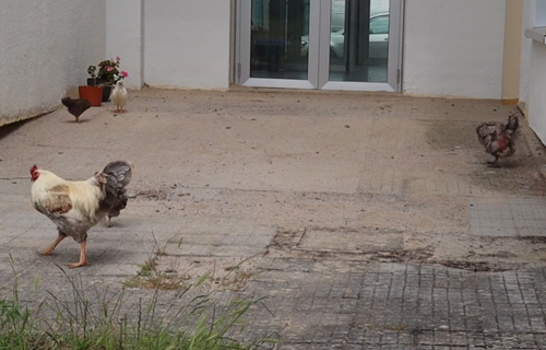 Os animais que viven no CPI de Cervantes