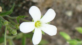 Catálogo de flora galega