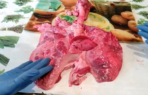 Disección do aparello respiratorio dun porco