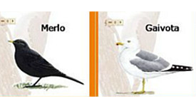 LIM avifauna do río dos Gafos