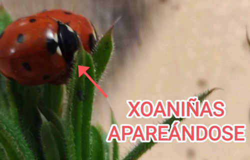 A metamorfose da xoaniña, experimentos