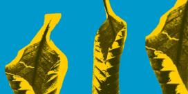 Programa 5 (Emitido o 29 de xullo de 2006)