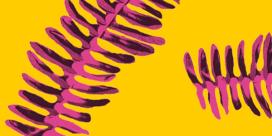 Programa 6 (Emitido o 5 de agosto de 2006)