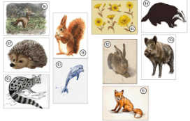 Álbum de cromos de información da contorna