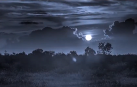 <em>A primavera non o sabía</em>