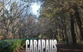 Camiño da vida tola. Carapaus