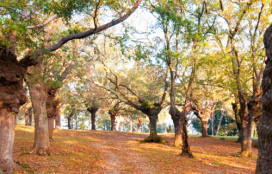 Lendas devagar: O Camiño de Santiago. Arume Labs