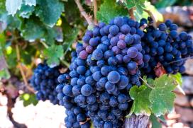 10 plans para descubrir a Ribeira Sacra. Alberto Ribas Álvarez